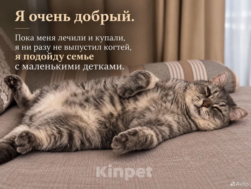 Кошки в Саратове: метис британца (котик из рекламы вискаса) в добрые руки Мальчик, Бесплатно - фото 4