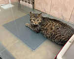 Кошки в Москве: Котенок Маша ищет дом Девочка, Бесплатно - фото 1