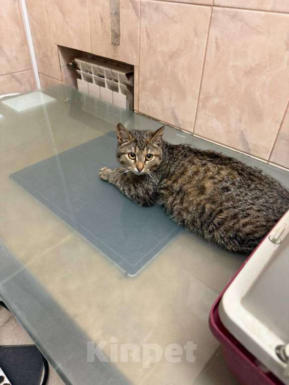 Кошки в Москве: Котенок Маша ищет дом Девочка, Бесплатно - фото 1