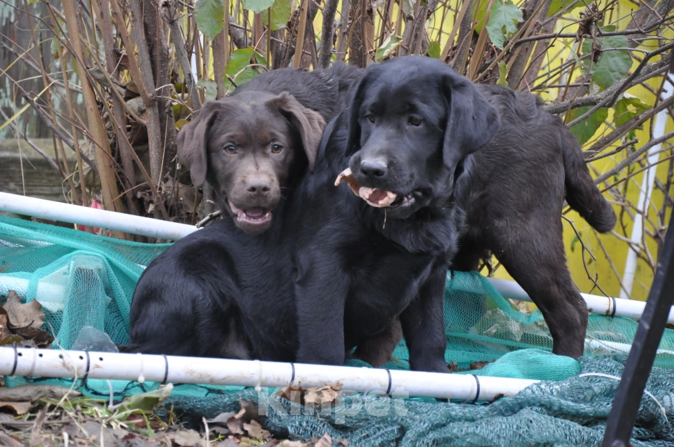 Собаки в Истре: Щенок лабрадора ретривера  Мальчик, 65 000 руб. - фото 3