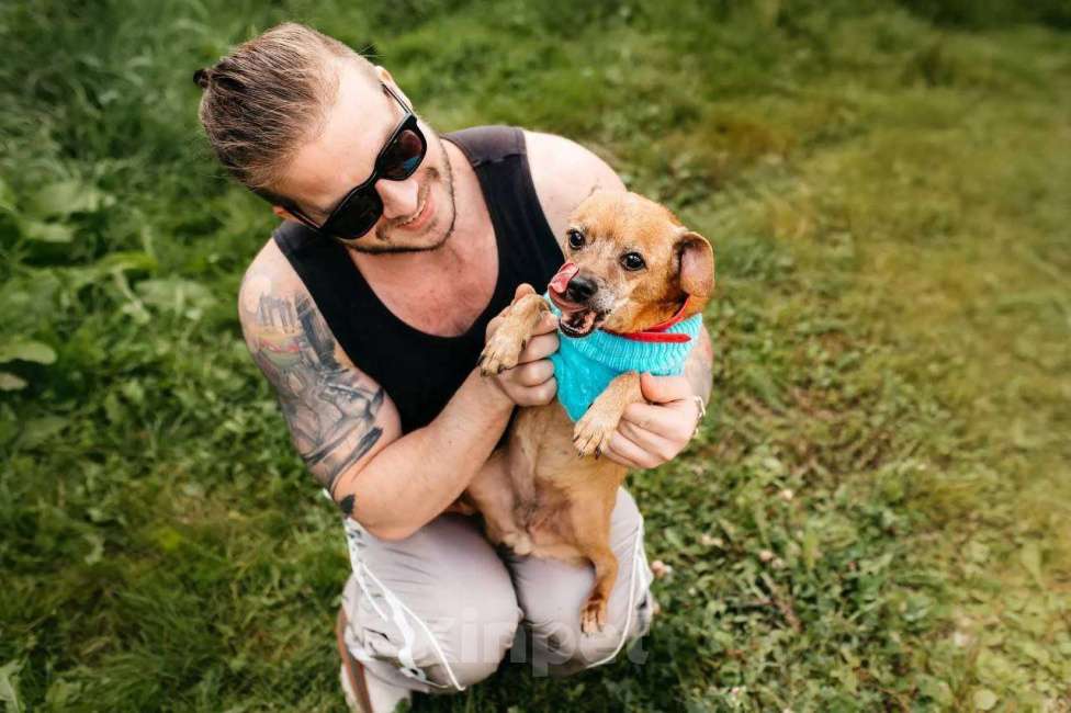 Собаки в Москве: собака Коко Шанель ищет дом Девочка, Бесплатно - фото 10