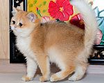 Кошки в Рыбинске: Британская короткошерстная 3 мес девочка .золото Девочка, 25 000 руб. - фото 2