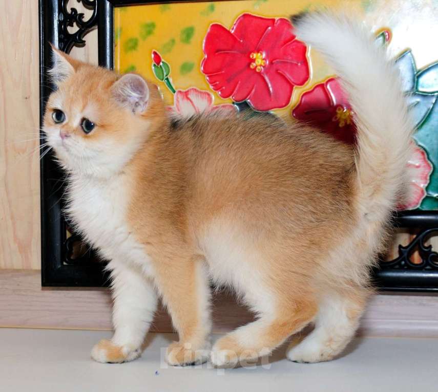 Кошки в Рыбинске: Британская короткошерстная 3 мес девочка .золото Девочка, 25 000 руб. - фото 2