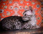 Кошки в Москве: бенгальский котенок на фоне ковра Мальчик, 45 000 руб. - фото 2