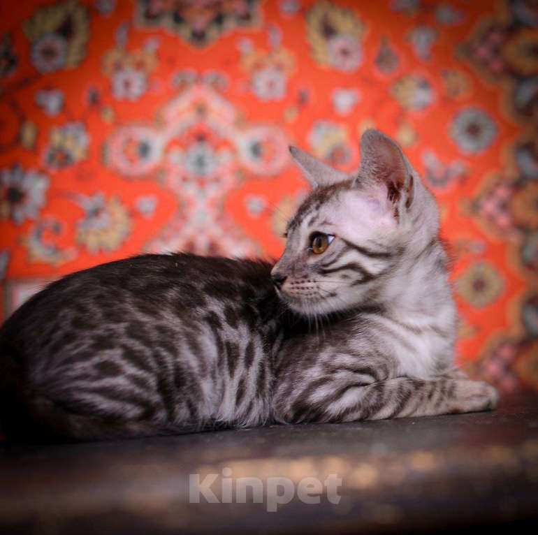 Кошки в Москве: бенгальский котенок на фоне ковра Мальчик, 45 000 руб. - фото 2