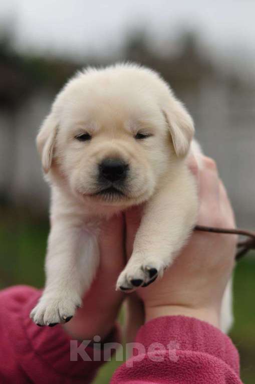 Собаки в Задонске: Мальчик Лабрадорчик Мальчик, 60 000 руб. - фото 1