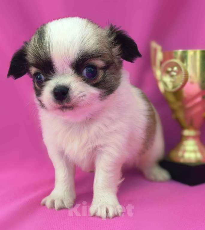 Собаки в Москве: Мальчик чихуахуа длинношёрстный Мальчик, 35 000 руб. - фото 1