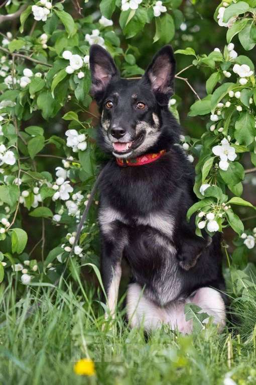 Собаки в других городах Московской области: Стеша ищет семью Девочка, Бесплатно - фото 9