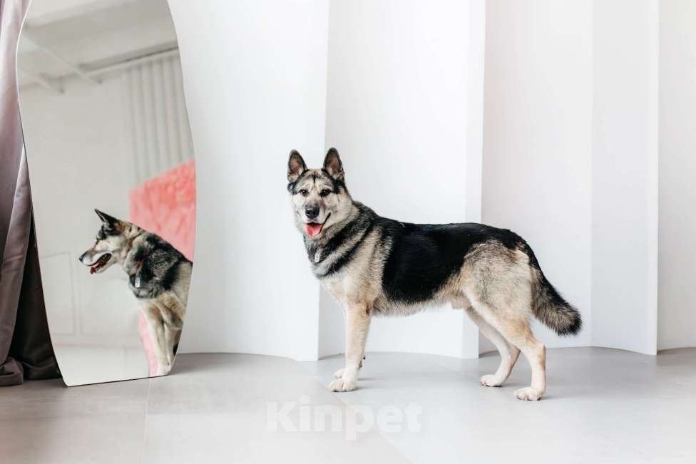 Собаки в Москве: Сложные времена порождают сильных. Суровые условия порождают выносливых. Мальчик, Бесплатно - фото 3