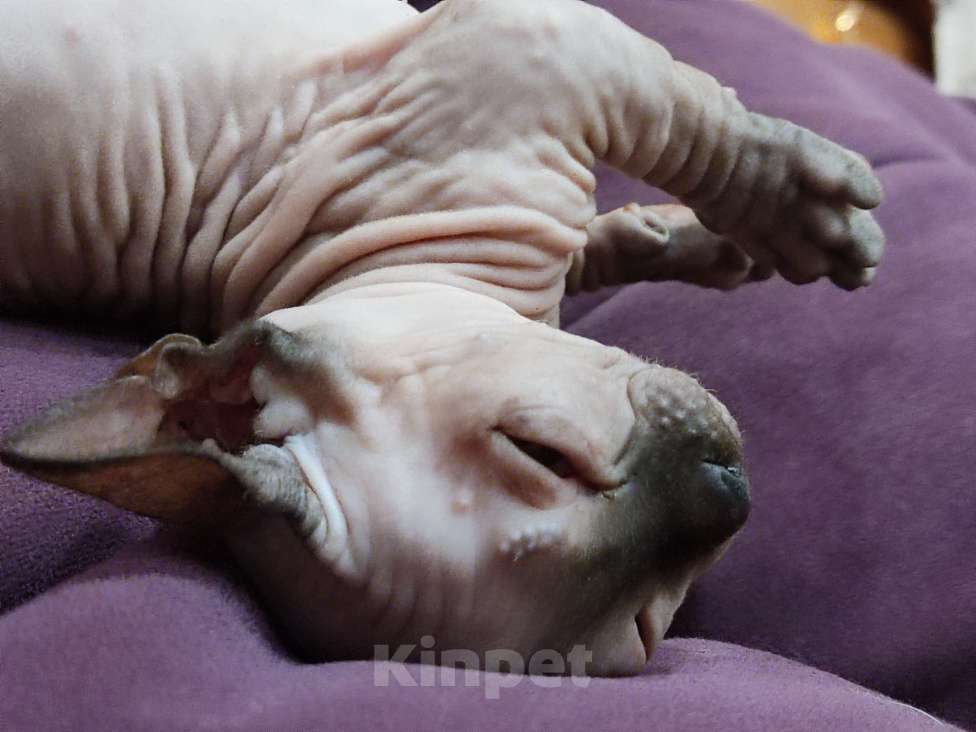 Кошки в Брянске: Милашка Мальчик, 1 руб. - фото 3