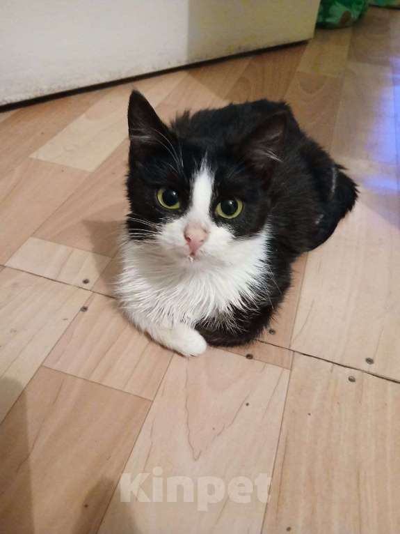 Кошки в Ярославле: Котенок Мальчик, Бесплатно - фото 1