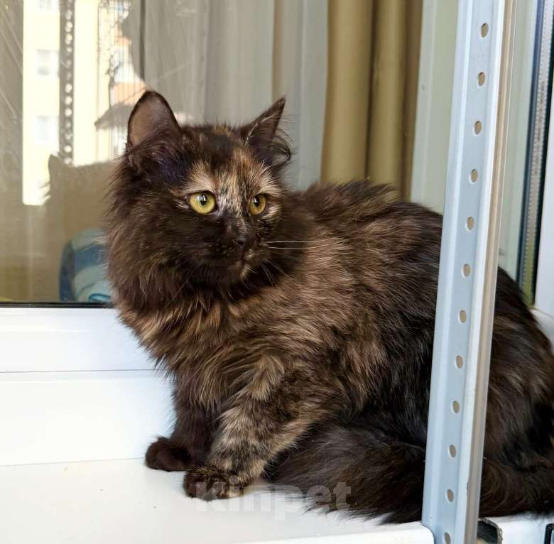 Кошки в Москве: пушистая котенок Пэрис в добрые руки Девочка, Бесплатно - фото 6