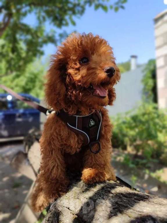 Собаки в Таганроге: Продам щенка той пуделя .Ред Браун. Мальчик, 40 000 руб. - фото 2