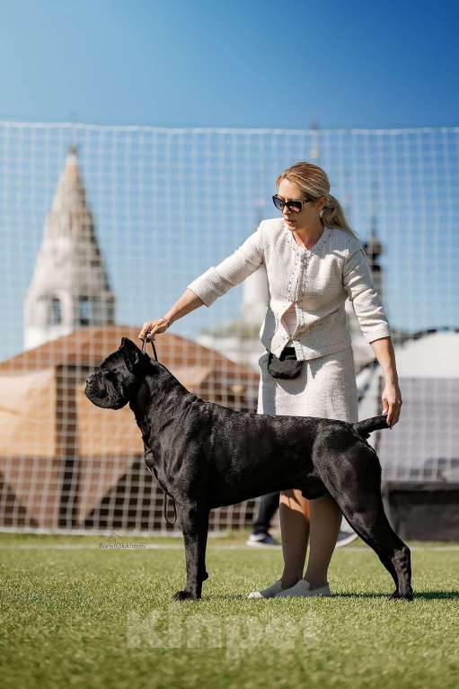 Собаки в Москве: Кобель Кане Корсо для вязки Мальчик, Бесплатно - фото 6