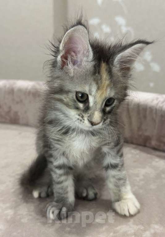 Кошки в Москве: Нежная девочка Девочка, 60 000 руб. - фото 2