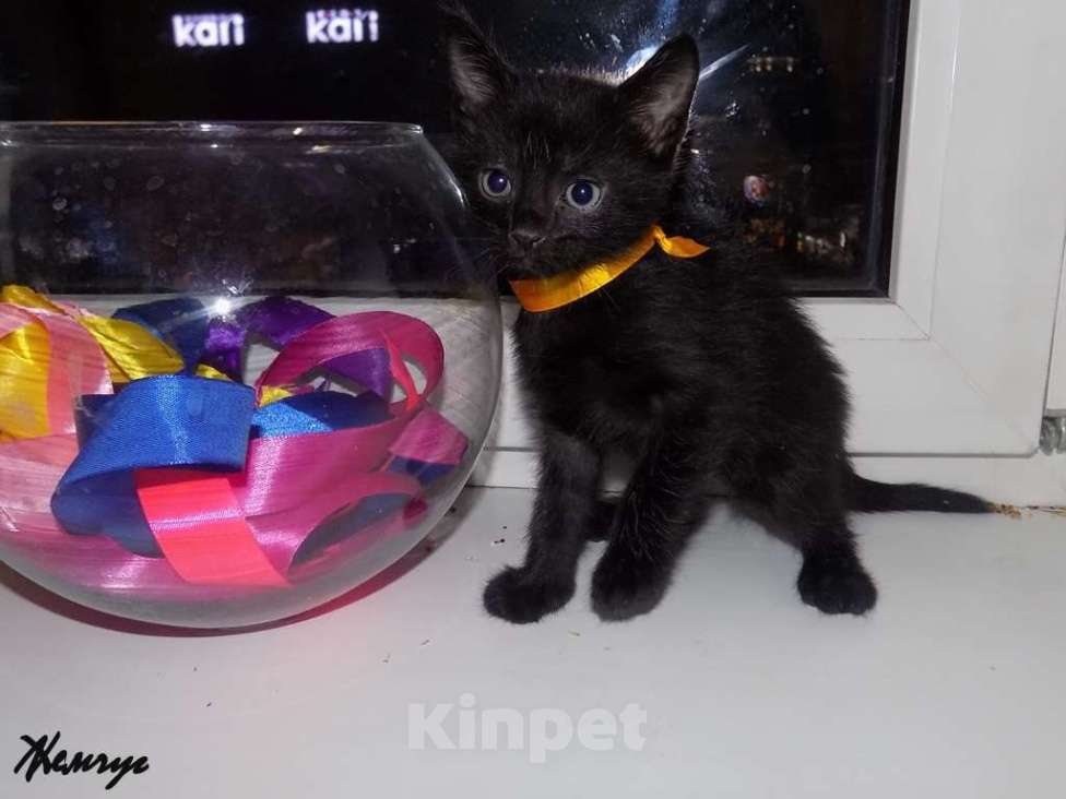 Кошки в Москве: Бомбейский мальчик Мальчик, 15 000 руб. - фото 4