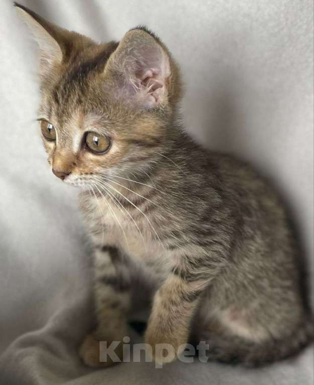 Кошки в Москве: Маленькая Мультяшка ищет дом Девочка, Бесплатно - фото 2