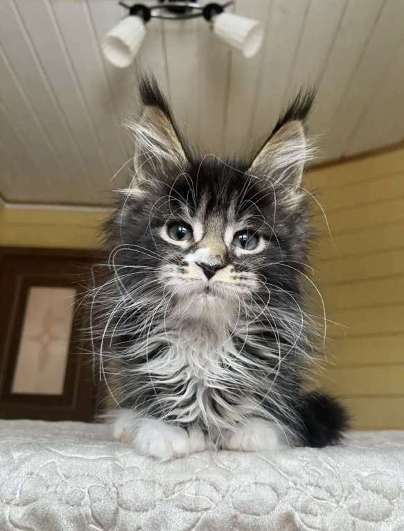 Кошки в других городах Московской области: Мейн-кун полидакт девчушка 🔥 Девочка, 80 000 руб. - фото 3