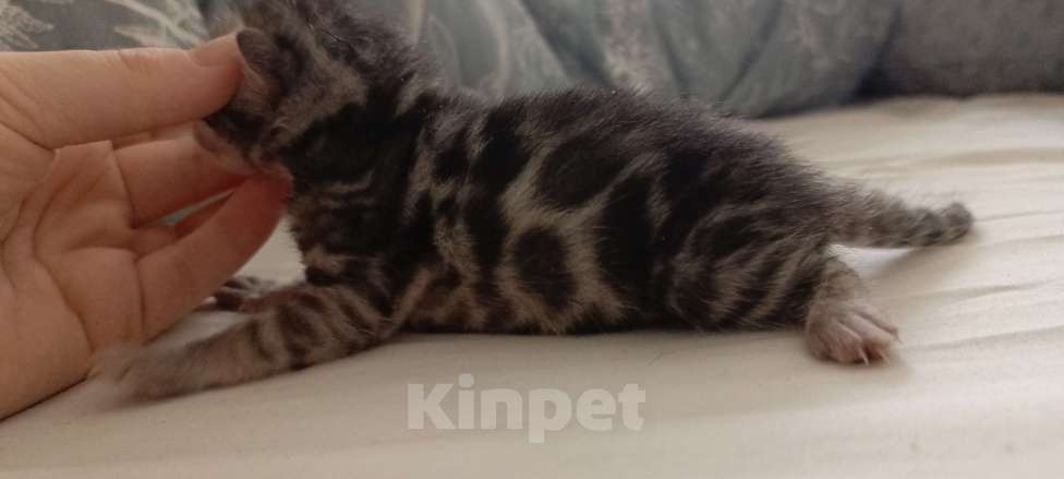 Кошки в Ивантеевке: D001 Девочка, 70 000 руб. - фото 1