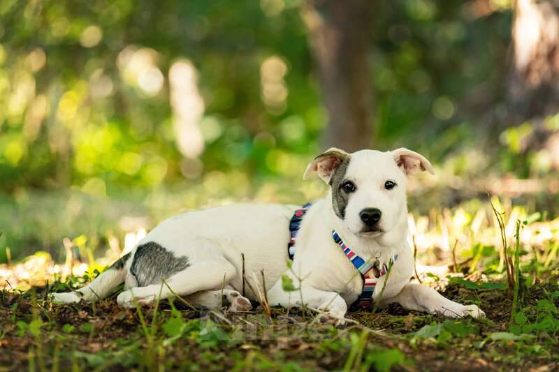 Собаки в Москве: Красивый щенок Дарт в добрые руки. Мальчик, Бесплатно - фото 3