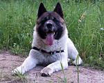 Собаки в Казани: Американская Акита вязка, 52 руб. - фото 3