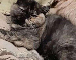 Кошки в Малмыже: Кошка экзот, 3 000 руб. - фото 1