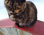 Кошки в Гусиноозерске: Котята от кошки шотландской вислоухой, 7 руб. - фото 3