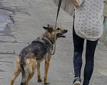 Собаки в Москве: Симпатичная красотка Вадна из приюта, ищет дом Девочка, 10 руб. - фото 8