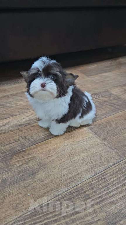 Собаки в Москве: Мини мальчик Биро Йорк Мальчик, 45 000 руб. - фото 1