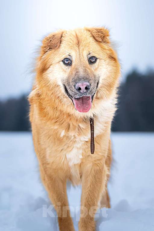 Собаки в Клине: Дюшес — очень дружелюбный пёс Мальчик, Бесплатно - фото 2