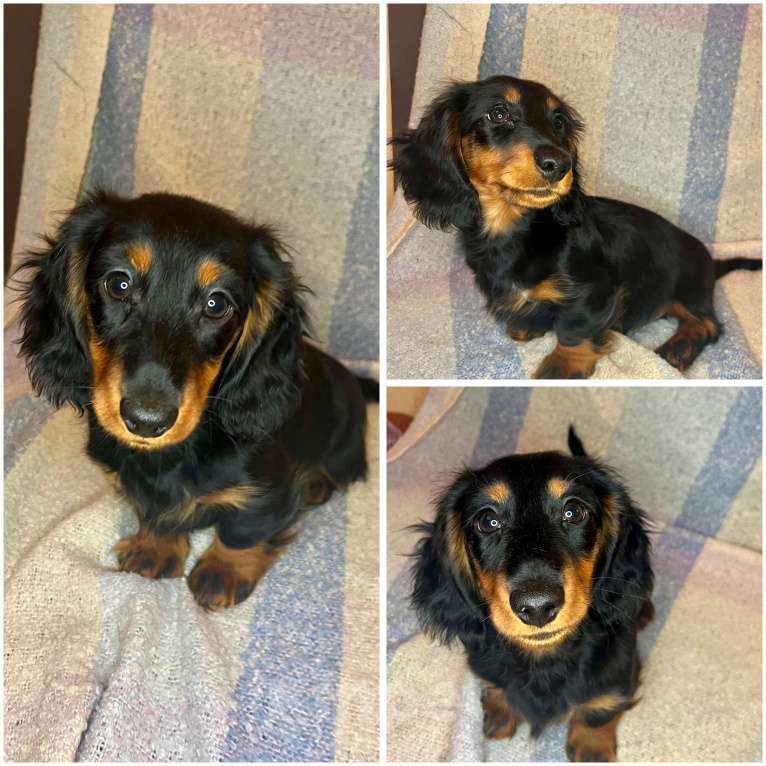 Собаки в Москве: черно-подпалый мальчик длинношерстной кроличьей таксы  Мальчик, 55 000 руб. - фото 1