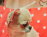Собаки в Москве: Щенки чихуахуа Девочка, 30 000 руб. - фото 8