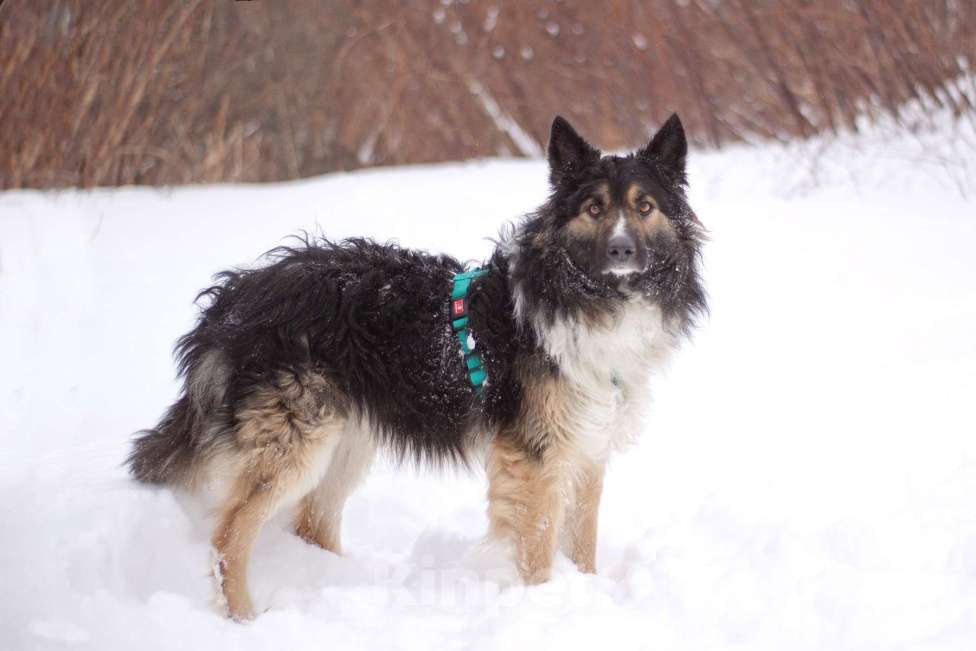 Собаки в Москве: Бархотный аристократ Буши в поисках дома Мальчик, Бесплатно - фото 3