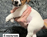 Собаки в Санкт-Петербурге: Айсик Мальчик, 50 000 руб. - фото 1