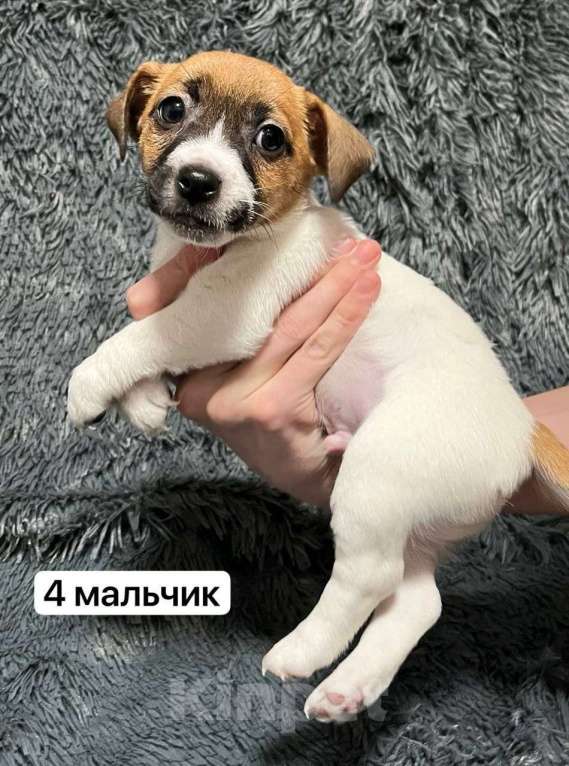 Собаки в Санкт-Петербурге: Айсик Мальчик, 50 000 руб. - фото 1