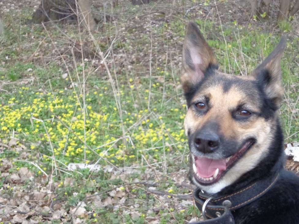 Собаки в Москве: ПРОПАЛА СОБАКА Девочка, 10 000 руб. - фото 4