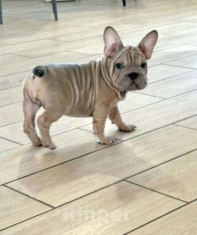 Собаки в других городах Воронежской области: Маленькие звёзды ждут своих звёздных родителей Мальчик, Бесплатно - фото 1