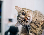 Кошки в Зеленограде: Глен ищет дом Девочка, Бесплатно - фото 2