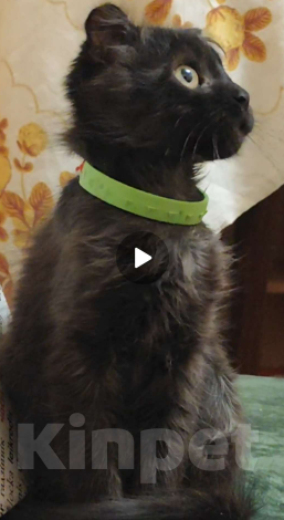 Кошки в Санкт-Петербурге: Одноглазый Мальчик из Волновахи  Мальчик, Бесплатно - фото 3