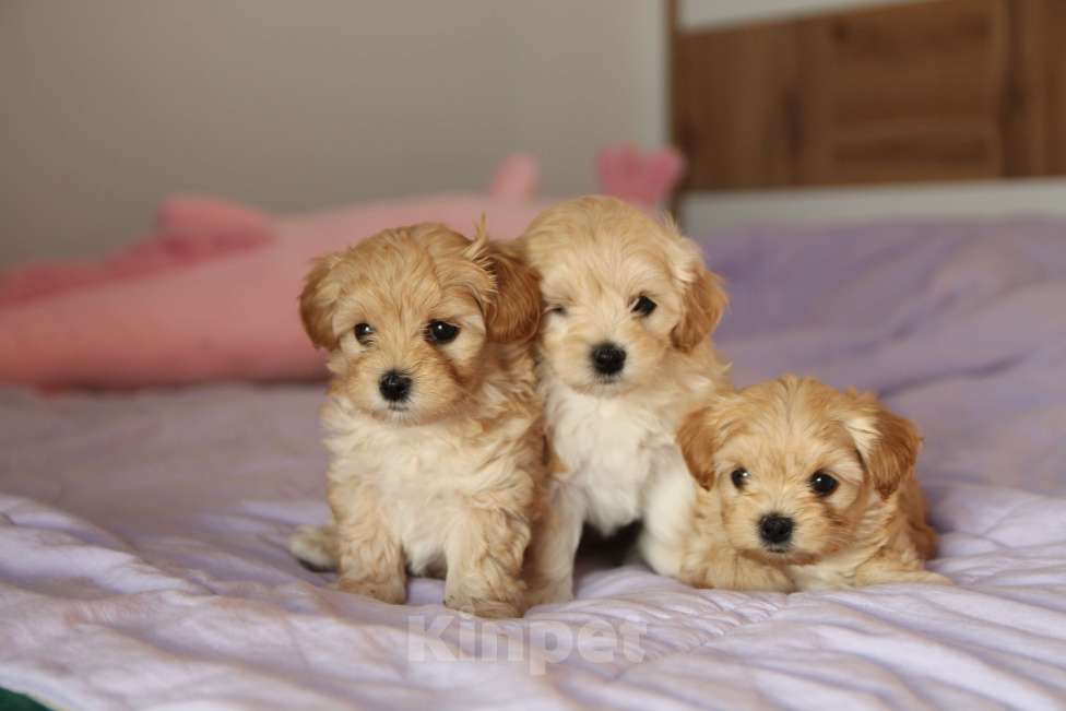 Собаки в Москве: Мальтипу щенок F1 девочка абрикосовая + милый видеоархив взросления 🐶 Девочка, Бесплатно - фото 3