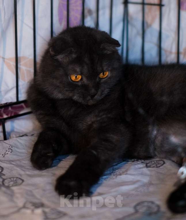 Кошки в Санкт-Петербурге: Лилу из приюта в добрые руки Девочка, Бесплатно - фото 4