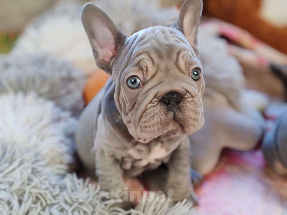 Собаки в Санкт-Петербурге: Шикарная лиловая девочка Бигроп вельвет Девочка, 120 000 руб. - фото 1