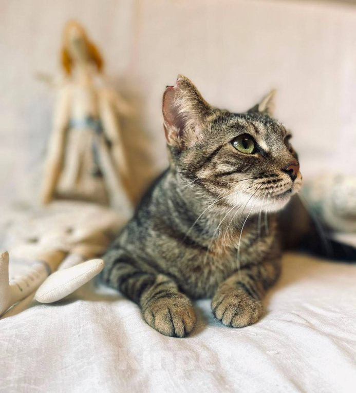 Кошки в Москве: Кошка Симона ищет дом Девочка, Бесплатно - фото 10