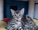 Кошки в Москве: Бенгальские котята Мальчик, 50 000 руб. - фото 1