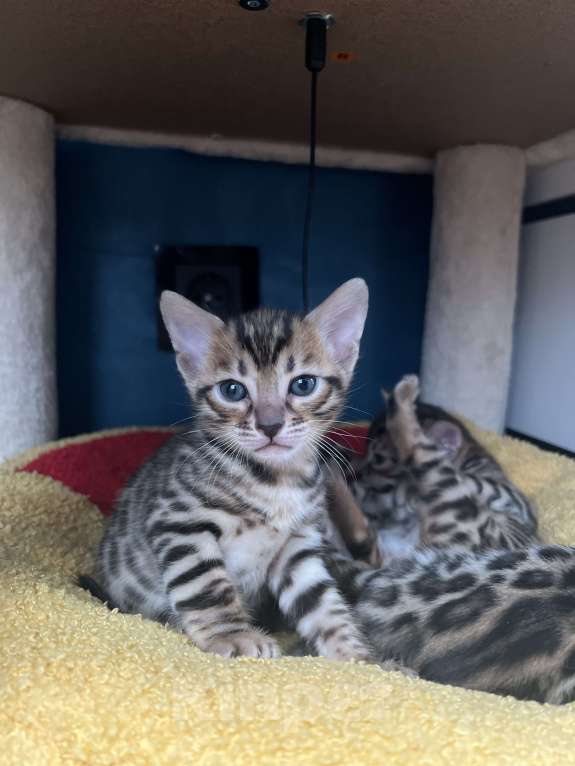 Кошки в Москве: Бенгальские котята Мальчик, 50 000 руб. - фото 1