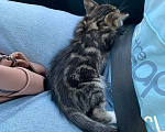 Кошки в Подольске: Мурчащий нос в добрые руки Девочка, Бесплатно - фото 5