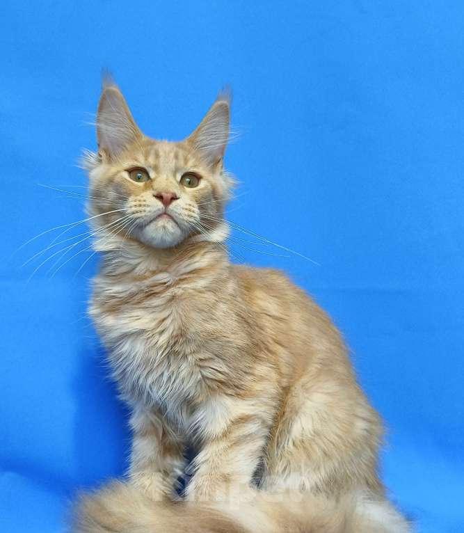 Кошки в Москве: Котенок Мейн-Кун Мальчик Мальчик, 60 000 руб. - фото 4