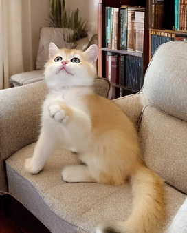 Шотландские котята редких золотых окрасов из питомника Cats-in-boots