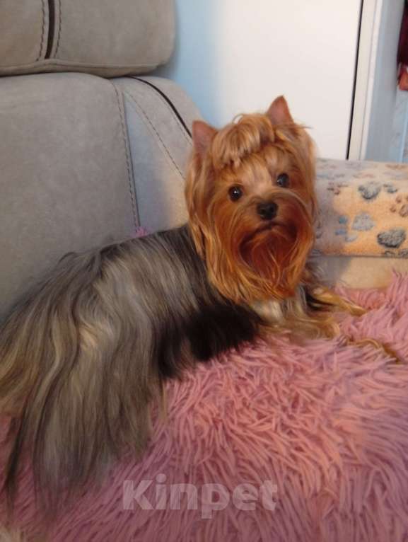 Собаки в Симферополе: Продаются щенки йорка Девочка, 45 000 руб. - фото 4