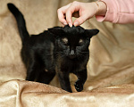 Кошки в Троицке: Супер ласковая, ручная кошка в дар Девочка, Бесплатно - фото 4